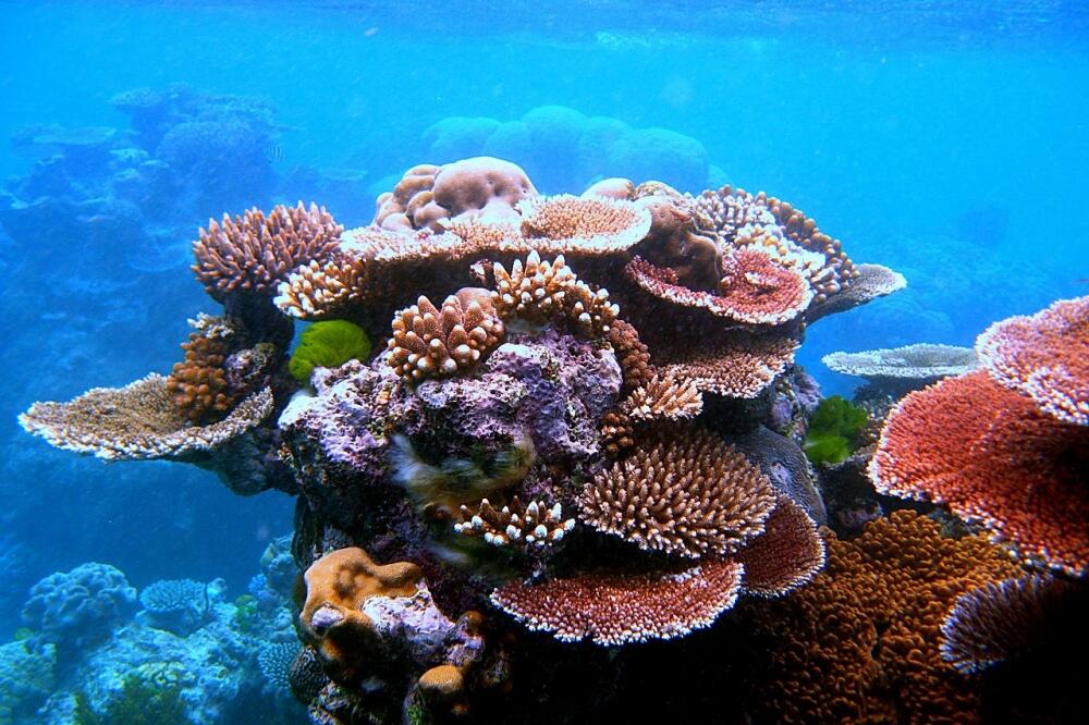 veliki koralni greben, Foto: Wikimedia