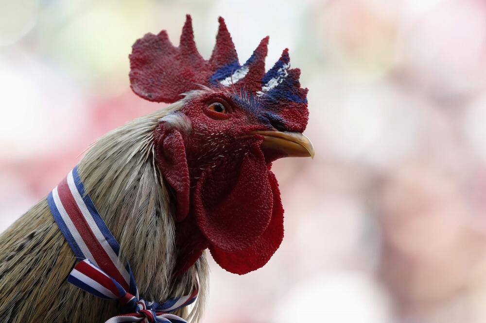 Kostarika, pijetao, Foto: Reuters