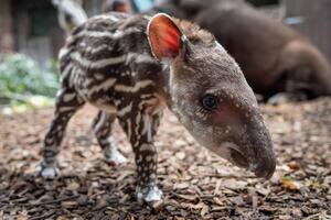 Rođen tapir u britanskom zoo vrtu