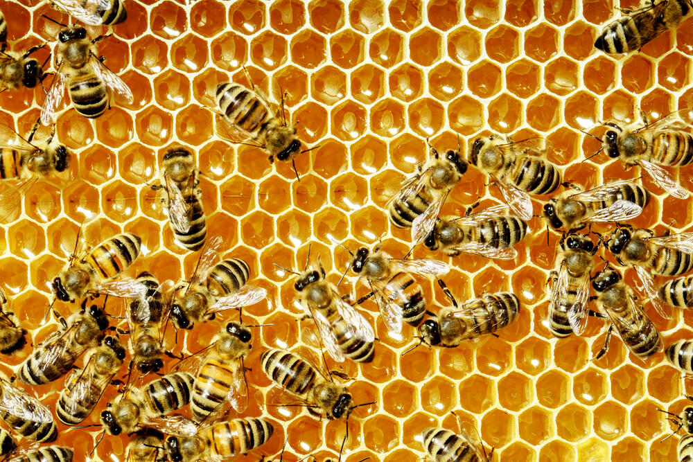 pčele