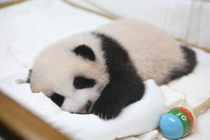 U Kini rođene trojke džinovske pande