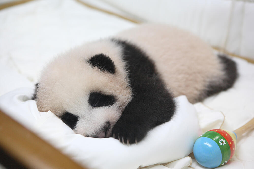 panda, beba, Foto: Shutterstock