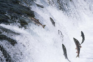 Čile podiže cijene lososa