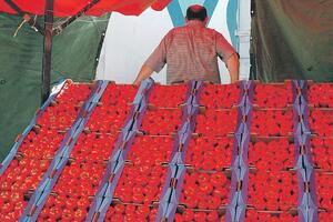 Poljoprivrednik iz Pothuma: Naš paradajz nije taj koji je dobro...