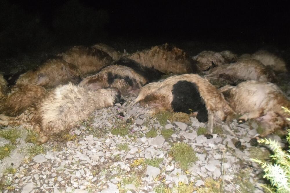 uginule ovce Zatrijebač, Foto: Vladimir Otašević