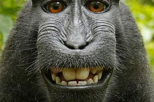 Majmunski "selfi" fotografa koštao 10.000 funti