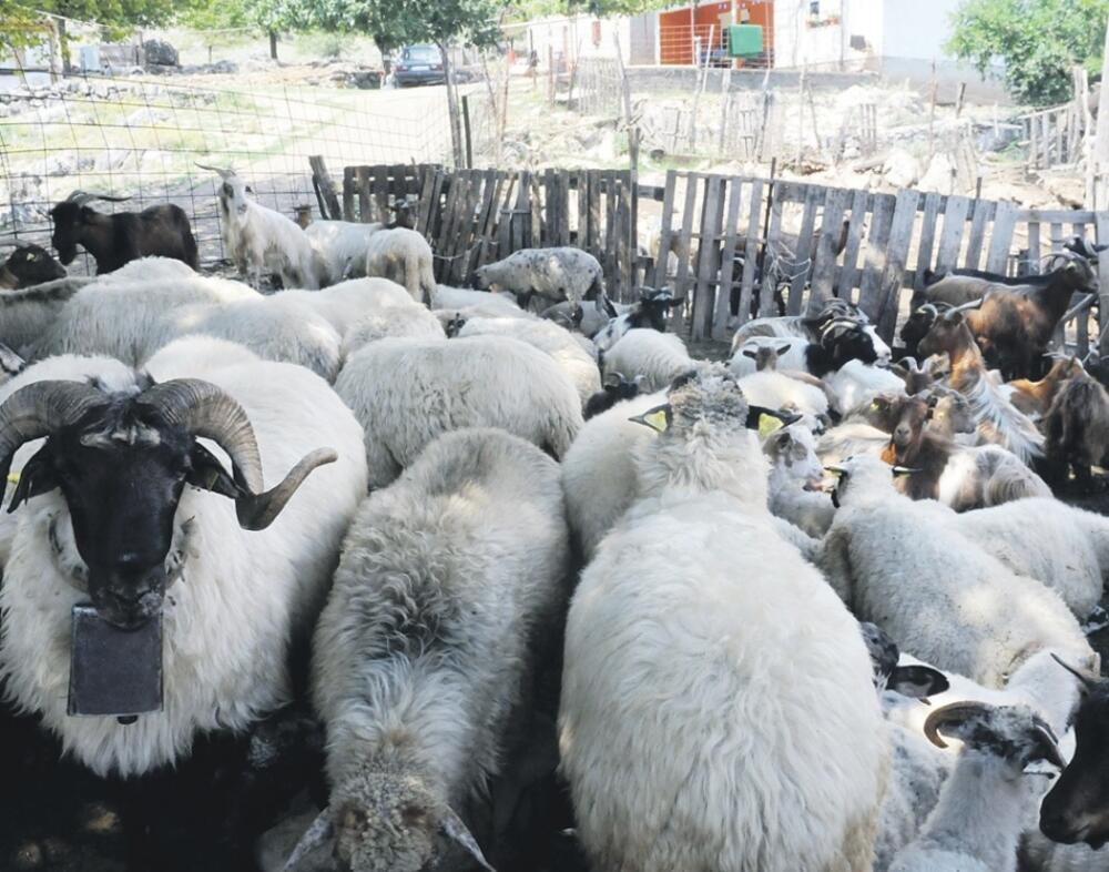 Svetlana Vuković (Novina)