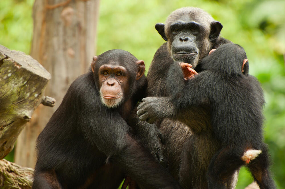 Šimpanze