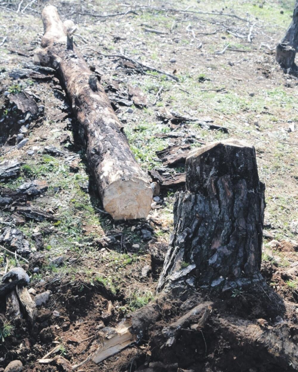 uništeno stablo, Ćemovsko polje