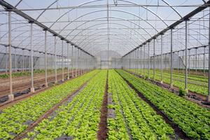 Urbana poljoprivreda