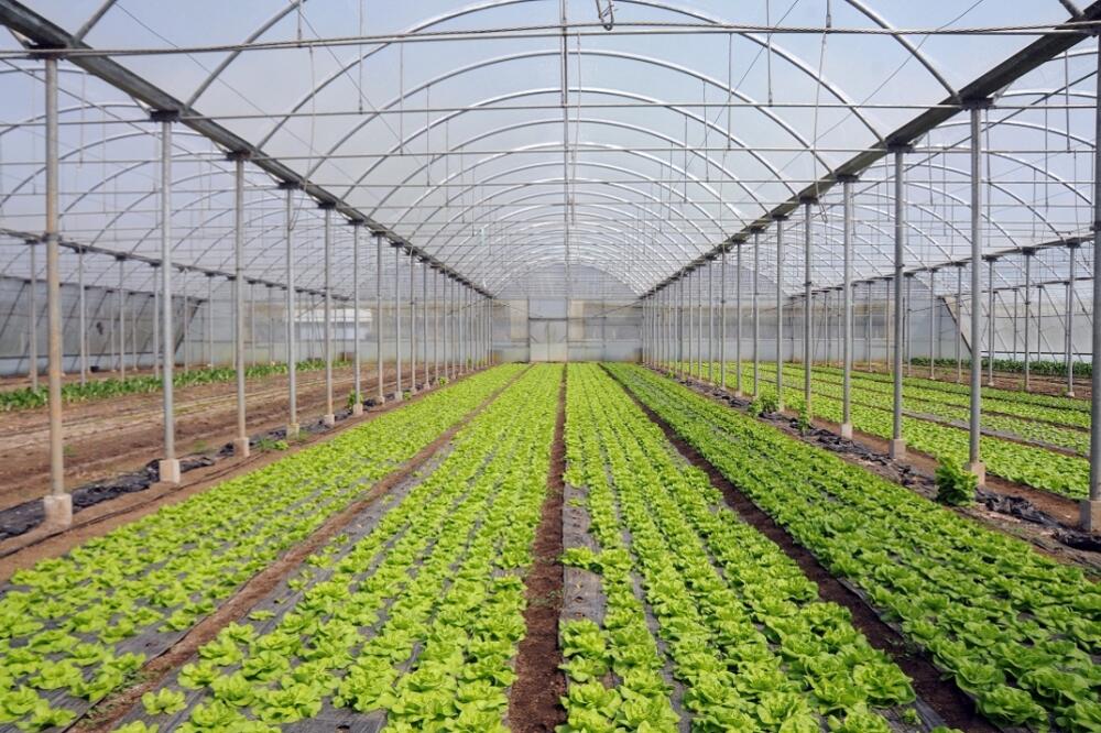 plastenik, Foto: Boris Pejović