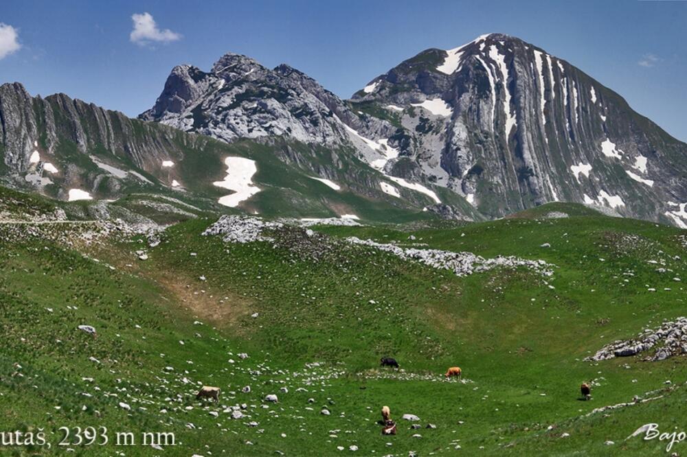 Prutaš, Foto: Planinarski klub Piva