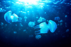Pripremili edukativni materijal o meduzama na crnogorskom primorju