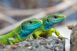 Izgubljena veza sa satelitom u kom je 20 guštera