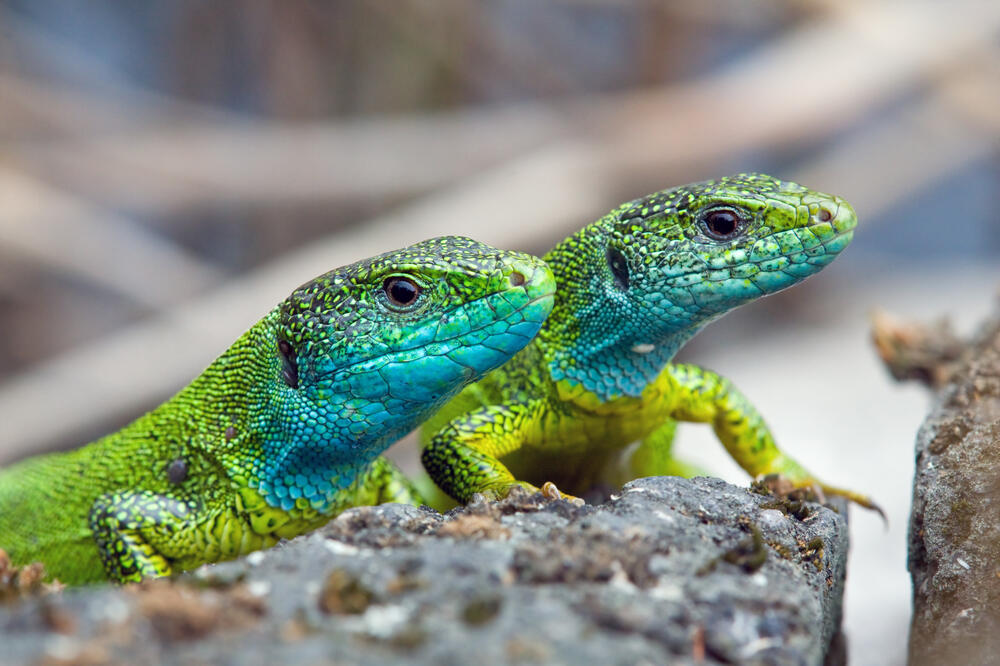 Gušteri, Foto: Shutterstock
