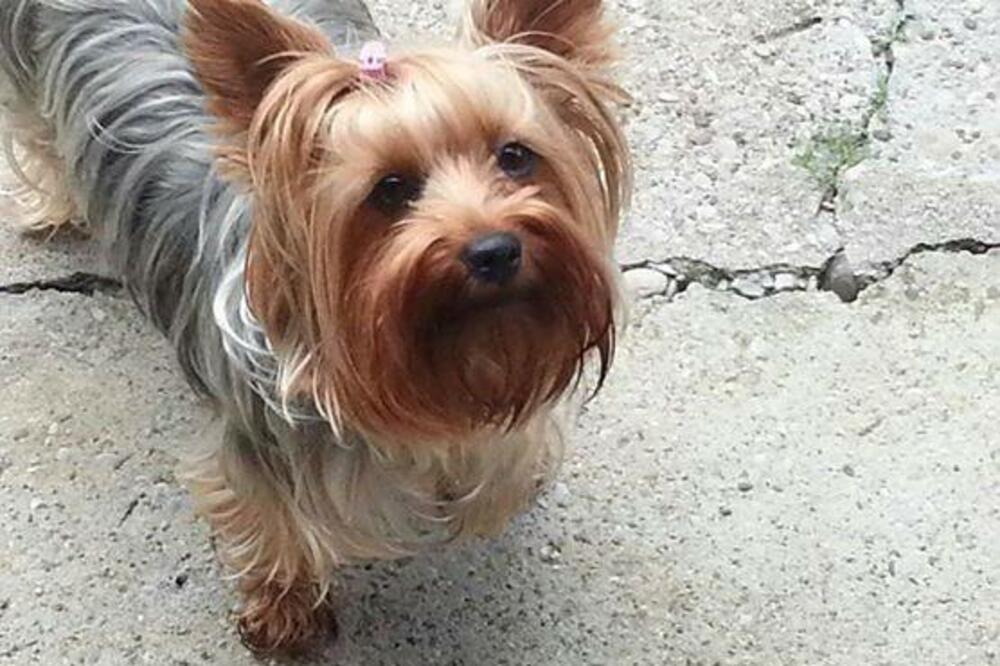 Boni, Foto: Privatna arhiva