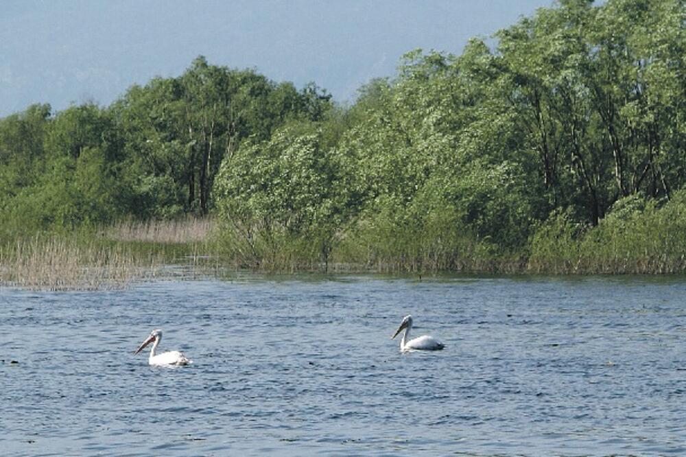 Skadarsko jezero, Foto: Stanko Radulović