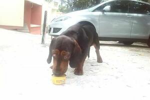 Pas ostao bez očiju zbog teške infekcije