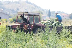 Sto tona lubenice iz Malesije otišlo za Bosnu