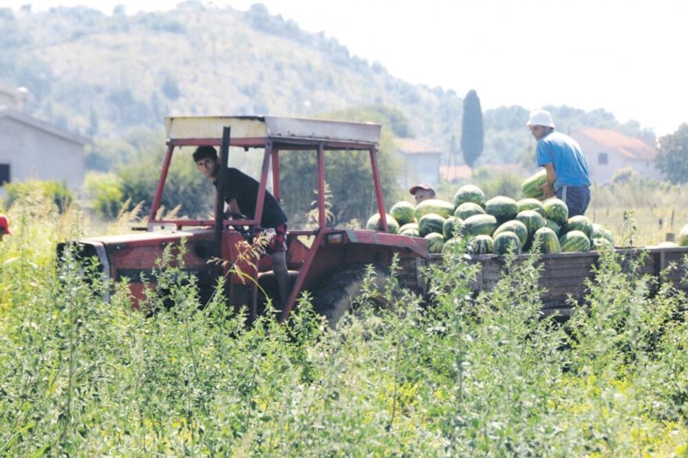 lubenica, Malesija (Novina), Foto: Boris Pejović
