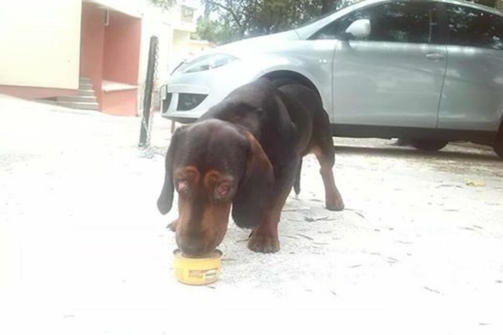 Pas bez očiju, Foto: Arka Montenegro