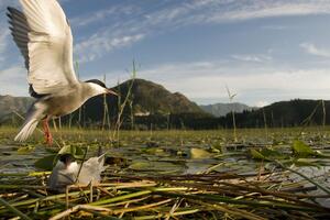 Nezaštićene: Ptice na Skadarskom jezeru na meti krivolovaca
