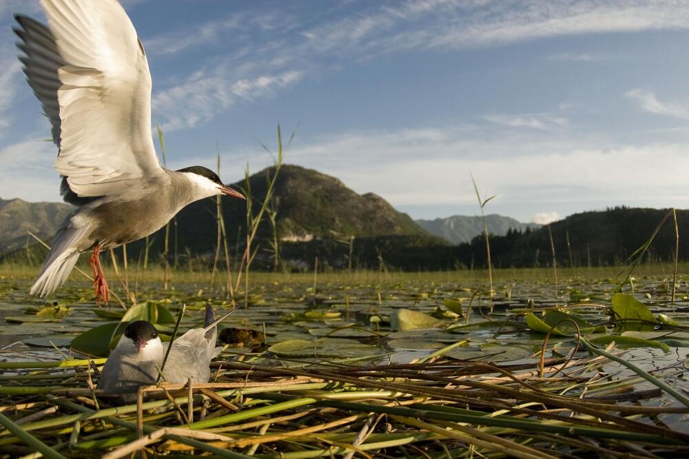 Skadarsko jezero, Foto: Wild Wonders
