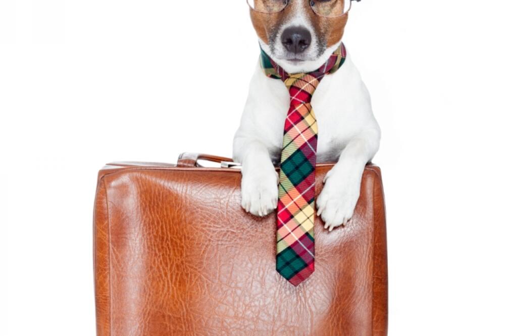pas, kućni ljubimac, putovanje, Foto: Shutterstock