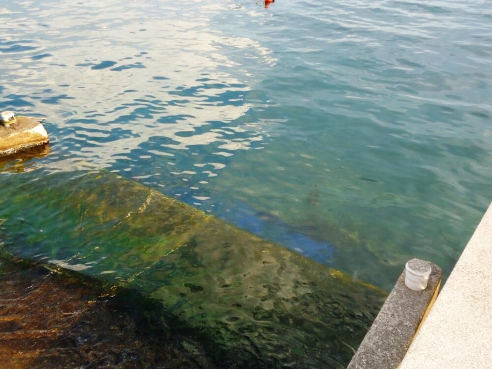 Porto Montenegro, izlivanje nafte