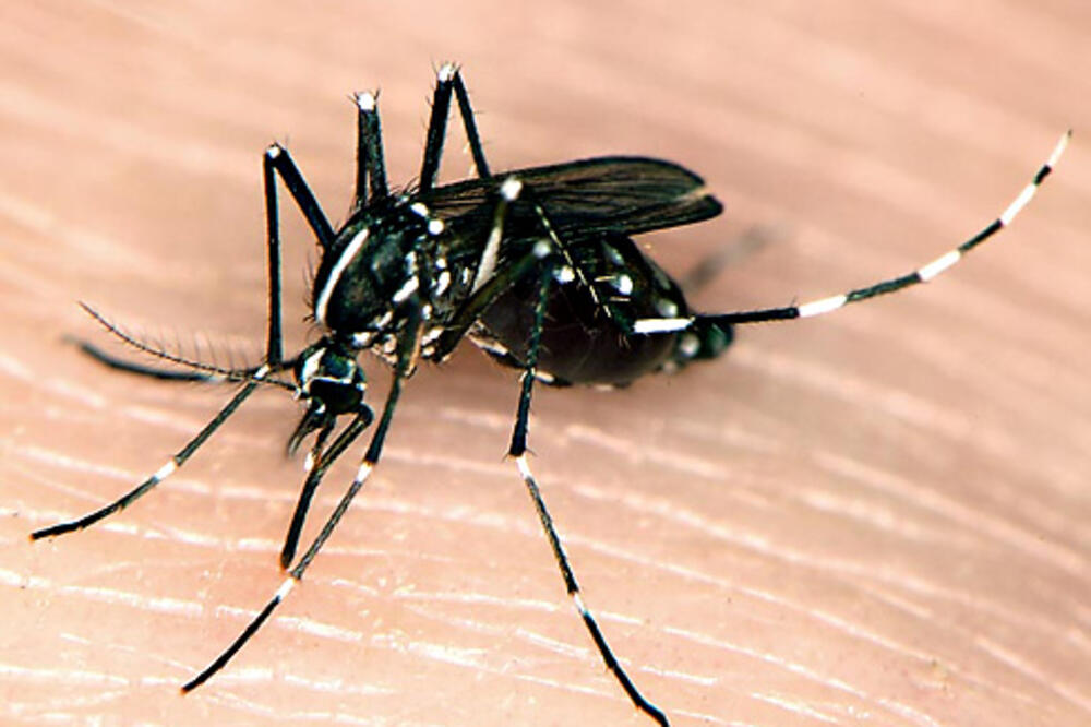 Tigrasti komarac, Foto: Cisr.ucr.edu