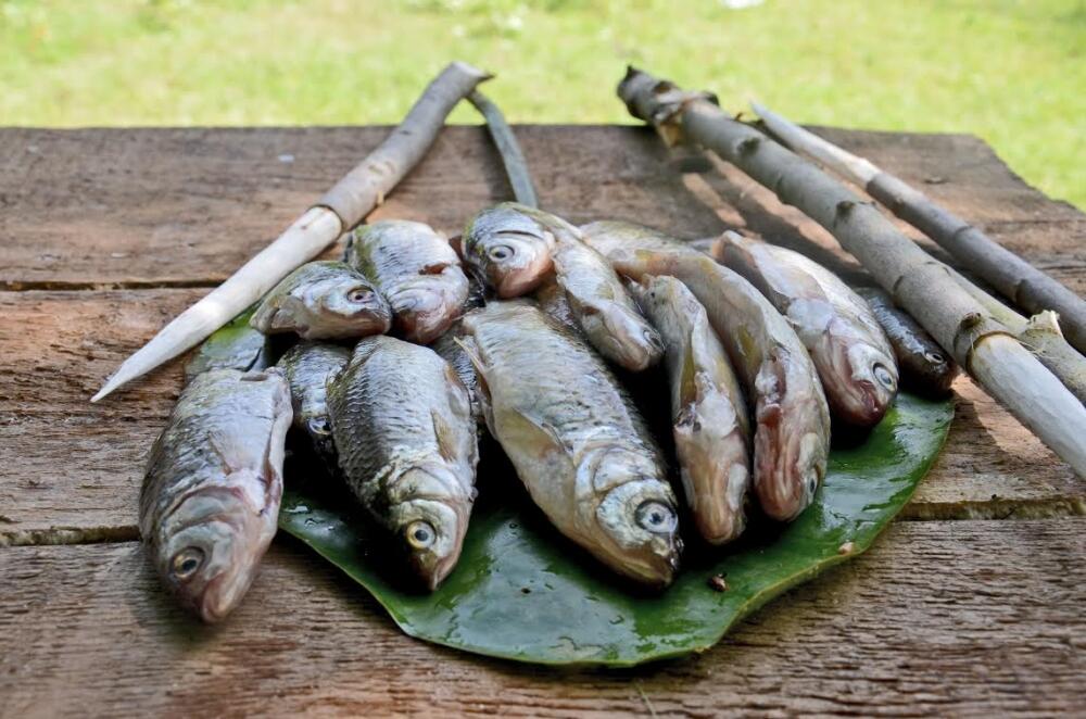 Bushcraft Montenegro, riba