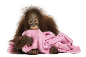 Orangutan napravio pometnju na aerodromu: Nije htio da preda...
