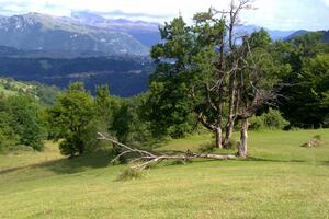 Fiju fest: Dođite i uživajte u ljepotama Pive