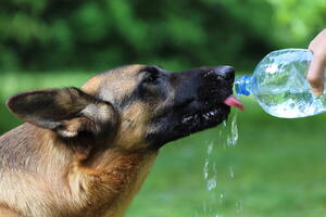 Uočite dehidriranost kod psa