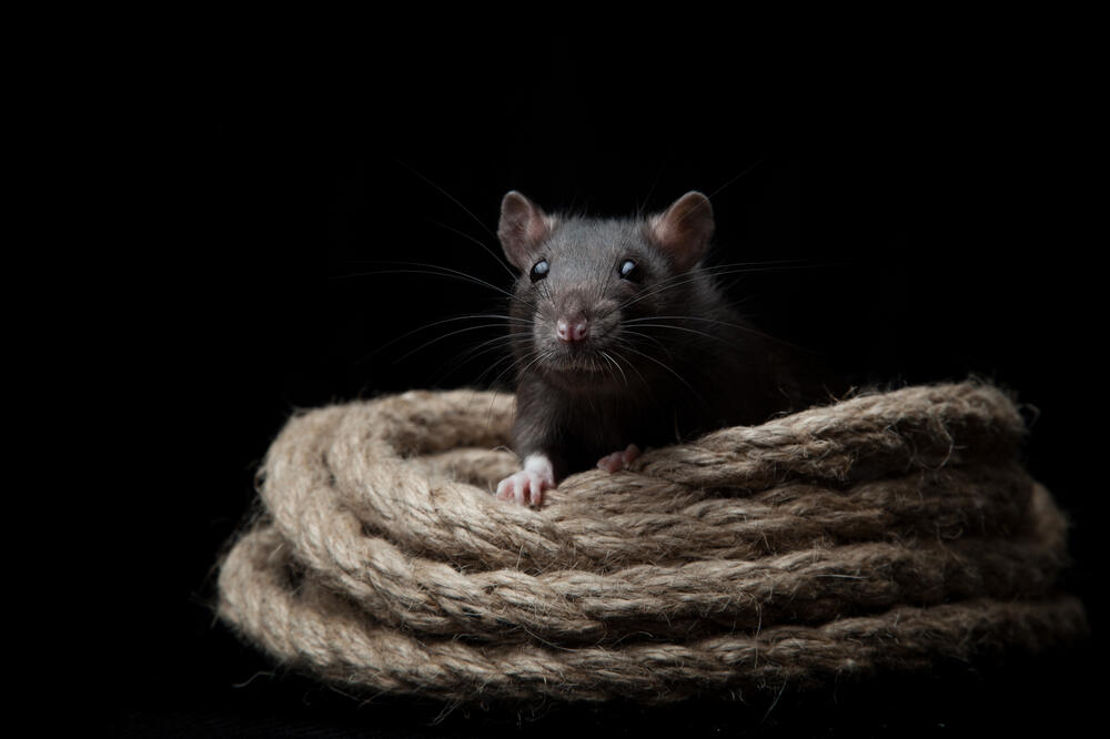 miš, Foto: Shutterstock