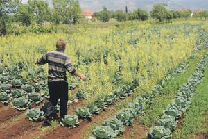 Farmer iz Komana apeluje: Vratite se na selo, od zdrave hrane se...