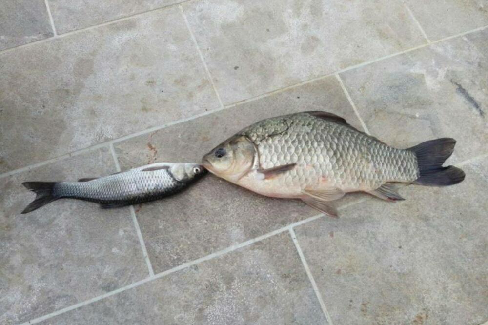 Klen, kinez, Foto: NVO Green Home