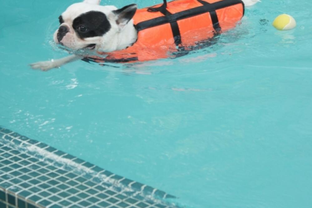 buldog, plivanje, Foto: Shutterstock