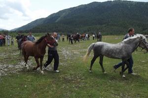 Održana smotra konja u blizini Žabljaka