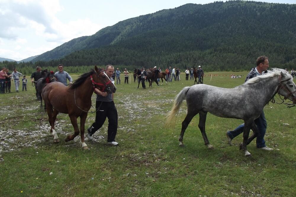 smotra konja, Foto: Obrad Pješivac