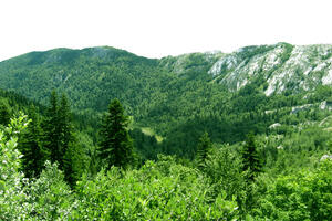 Početi proces sertifikacije šuma po FSC standardima