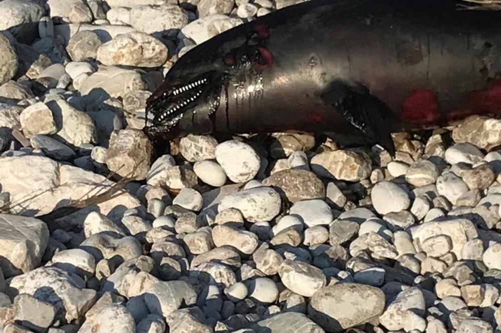 Uginuli delfin, Foto: Zoran Drakulić