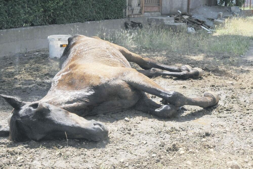 konj, Stari aerodrom, Foto: Zoran Đurić