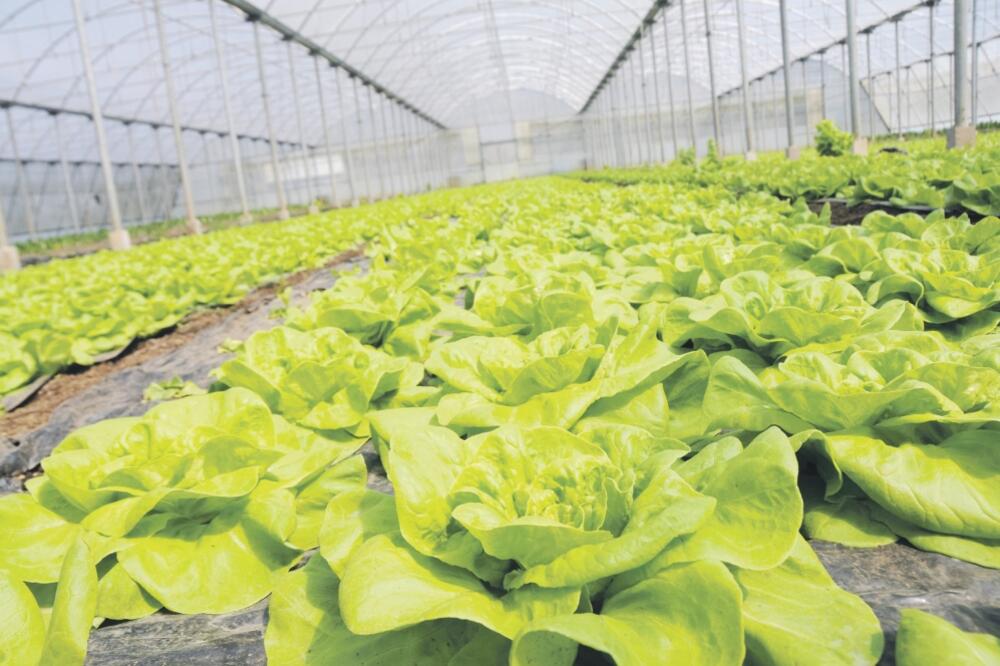 zelena salata, Foto: Boris Pejović