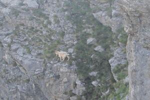 "Spasite našeg hrabrog Peruna od lovaca"