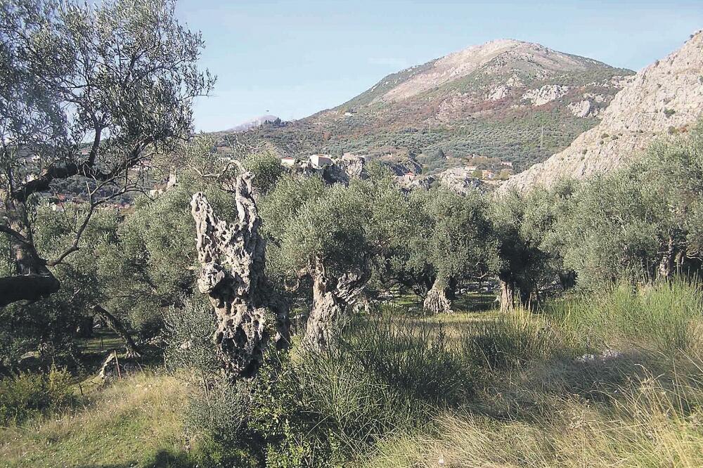 Stabla maslina, Foto: Arhiva "Vijesti"