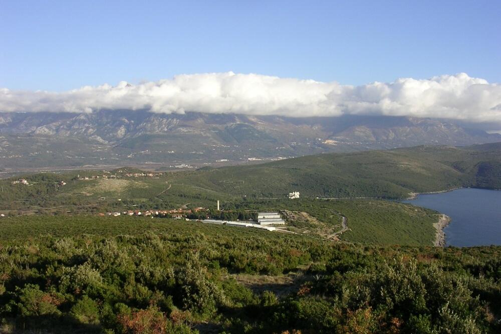 Luštica, Foto: Arhiva Vijesti