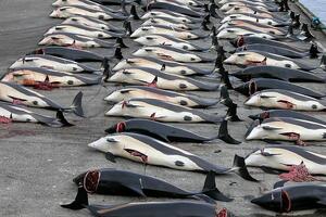 Japan će uprkos zabrani ponovo pokrenuti lov na kitove