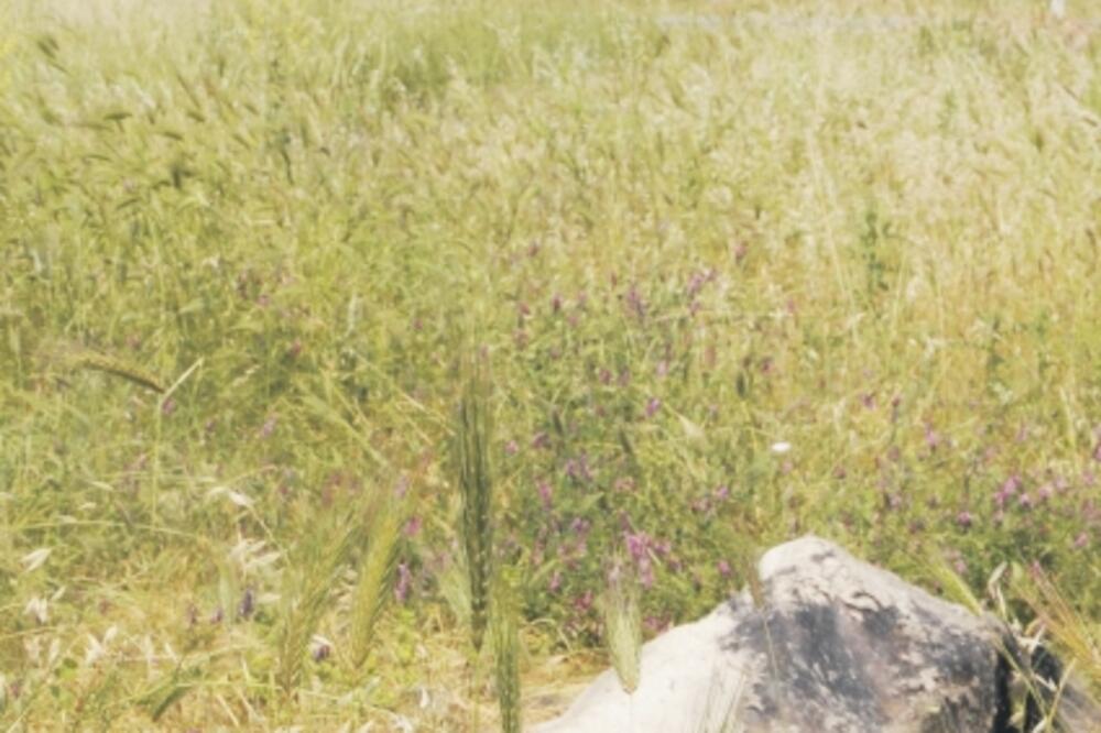 Uginuli konj, Foto: Vesko Belojević