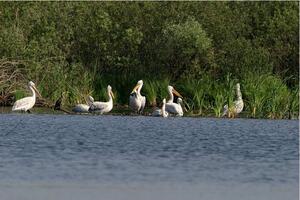 Crna Gora će 5. juna prvi put obilježiti Dan pelikana